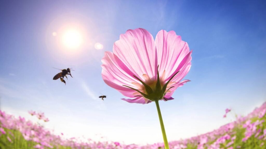 O que aconteceria com a Terra se as abelhas desaparecessem amanhã