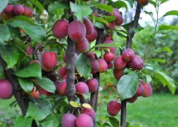 A fruta que ajuda o intestino a funcionar melhor e ainda pode ser plantada em casa