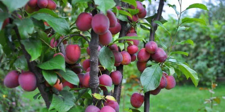 A ameixa também oferece compostos bioativos, como polifenóis e carotenoides, que podem ajudar a proteger as células do intestino - Créditos: depositphotos.com / orestligetka.ukr.net