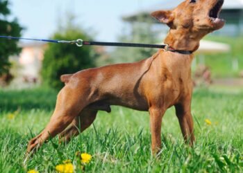 O que significa quando o cachorro late sem motivo?