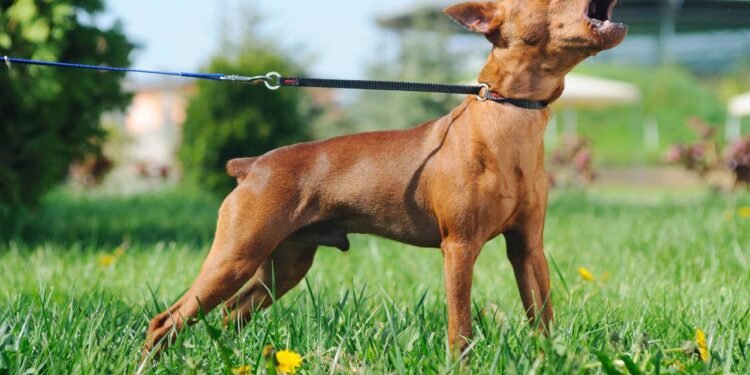 O latido é uma das principais formas de comunicação do cachorro - Créditos: depositphotos.com / pirita