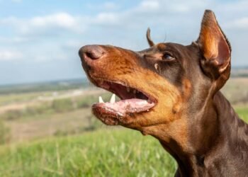 O que significa quando seu cachorro late sem parar no dia a dia?