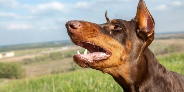 Os motivos para um cão latir continuamente são variados, mas alguns aparecem com frequência no dia a dia  - Créditos: depositphotos.com / venommax8.gmail.com