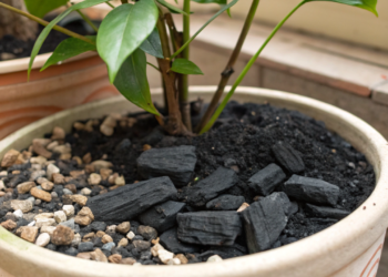 Por que você deve colocar pedaços de carvão no fundo do vaso das suas plantas