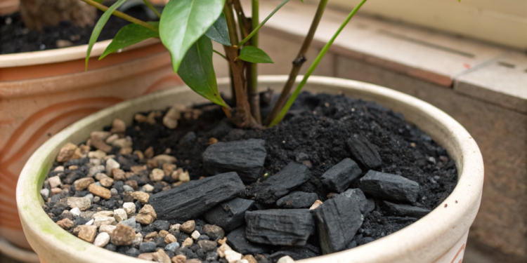 Por que você deve colocar pedaços de carvão no fundo do vaso das suas plantas
