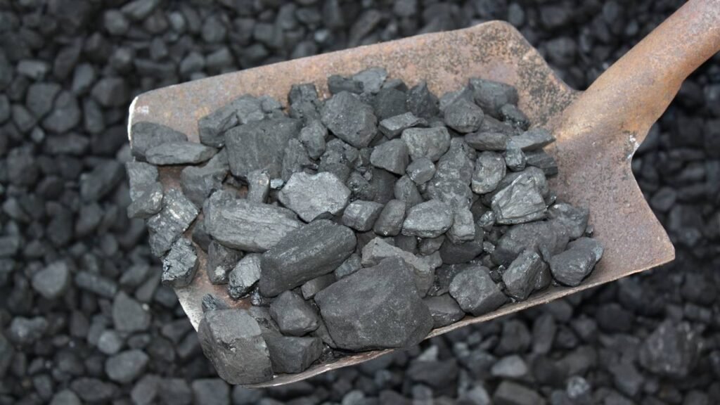 Por que você deve colocar pedaços de carvão no fundo do vaso das suas plantas