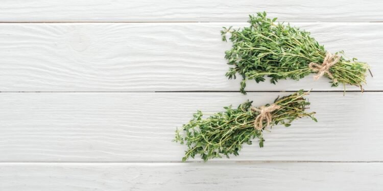 A planta aromática que reduz tosse e inflamação - Créditos: depositphotos.com / VadimVasenin