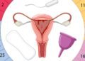 A calculadora menstrual mais importante para prever período fértil