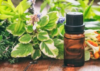 A planta mais eficiente para afastar mosquitos e perfumar a casa