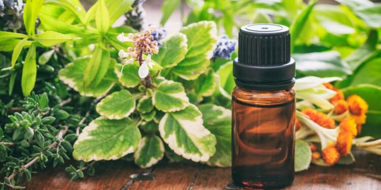 A solução verde que repele mosquitos e decora a casa
 - Créditos: depositphotos.com / gioiak2