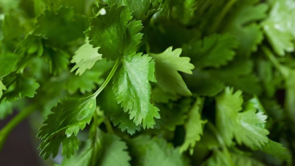 Por que o coentro tem gosto de sabão para algumas pessoas? A resposta está no seu DNA