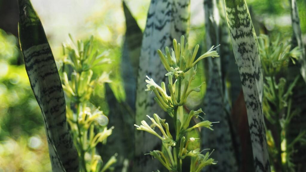 Conheça 5 plantas da NASA que eliminam toxinas do ar do seu quarto