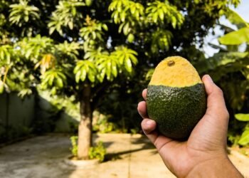 Um alimento cremoso e nutritivo pode ajudar no coração e ainda ser fácil de cultivar em casa