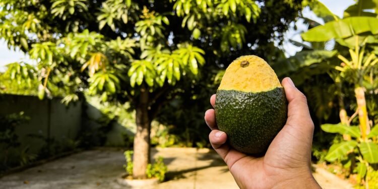 Um alimento cremoso e nutritivo pode ajudar no coração e ainda ser fácil de cultivar em casa