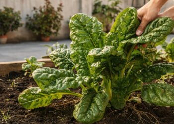 A folha versátil que favorece a digestão e cresce bem em vasos e canteiros