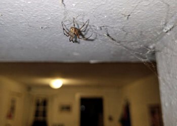 O que significa encontrar aranhas dentro de casa?