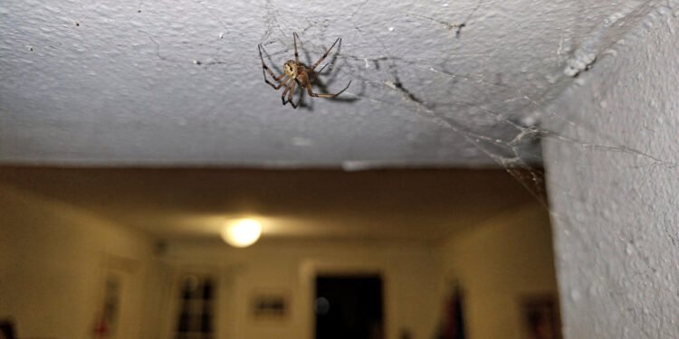 O que significa encontrar aranhas dentro de casa?