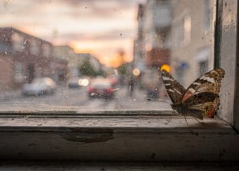 O que está por trás da expressão 'efeito borboleta'?