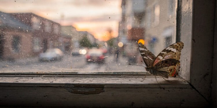O que está por trás da expressão 'efeito borboleta'?