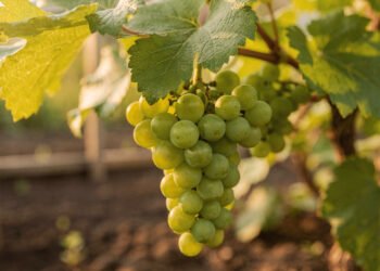 A fruta verde rica em antioxidantes que pode ser cultivada no quintal ou na varanda