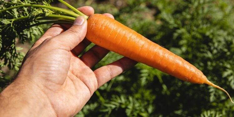 Essa raiz pode ajudar a proteger a visão, deixa a pele com aparência mais saudável e é fácil de plantar em casa