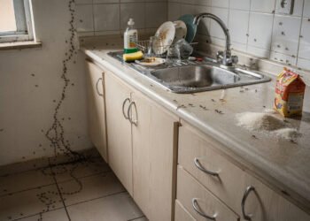 O que significa ver formigas dentro de casa e por que elas aparecem de repente