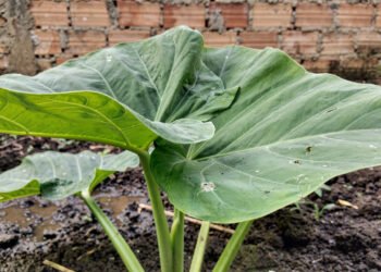 A planta que muita gente ignora pode ajudar no intestino preso e nas câimbras