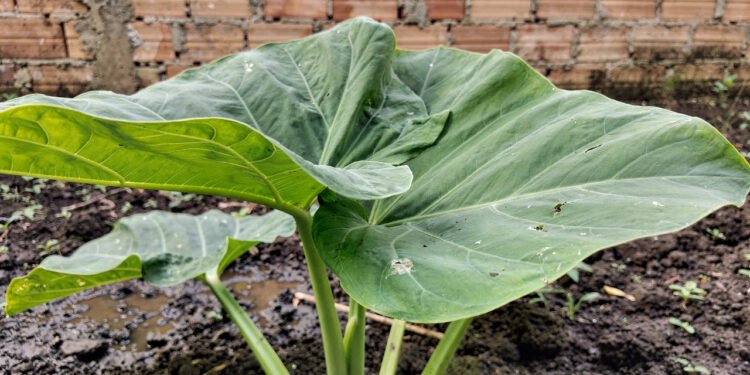 A planta que muita gente ignora pode ajudar no intestino preso e nas câimbras
