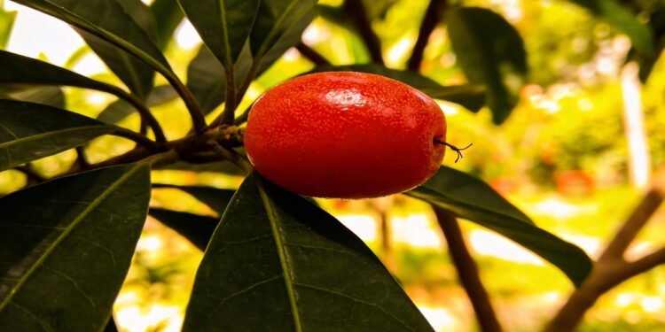 Essa fruta milagrosa faz o azedo virar doce e pode ser plantada facilmente em casa