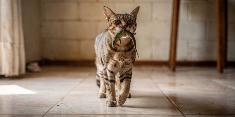 O que significa quando seu gato traz uma lagartixa para dentro de casa?
