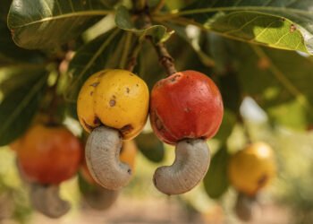 A fruta brasileira rica em antioxidantes fortalece o corpo e pode ser cultivada em casa