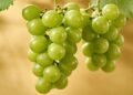 Como a uva verde pode favorecer circulação sanguínea, hidratação celular e trazer frescor às refeições