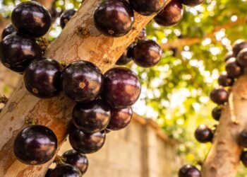 Quais são os benefícios da jabuticaba?