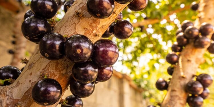 Quais são os benefícios da jabuticaba?