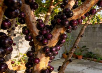 A fruta brasileira que pode ajudar na saúde do sangue e ainda ser cultivada no quintal de casa