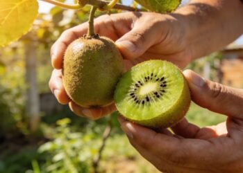Essa fruta rica em vitamina C pode ajudar a fortalecer a imunidade no dia a dia e é fácil de plantar em casa