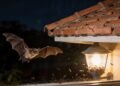 O que significa ver morcegos perto de casa?