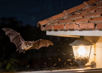 O que significa ver morcegos perto de casa?