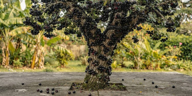 A fruta roxa rica em antioxidantes que fortalece a imunidade e pode ser cultivada em casa