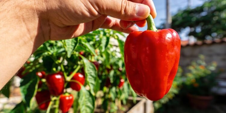 O legume colorido que dá mais sabor às refeições e ainda é fácil de plantar em casa