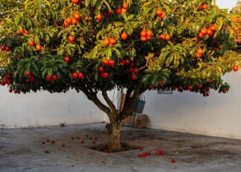 A queridinha dos quintais brasileiros: a árvore que dá sombra o ano inteiro, produz frutos e cujas folhas preparam o chá medicinal perfeito