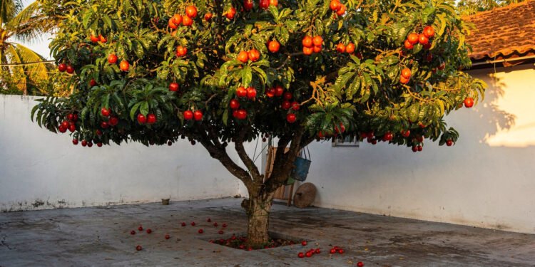 A queridinha dos quintais brasileiros: a árvore que dá sombra o ano inteiro, produz frutos e cujas folhas preparam o chá medicinal perfeito