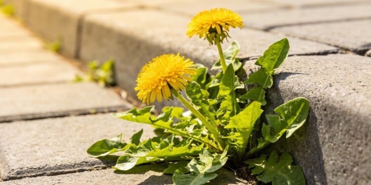 A plantinha que nasce na calçada e pode ajudar no fígado, digestão e inchaço do corpo