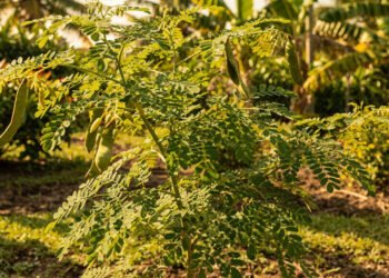 Planta poderosa que aumenta energia, protege o corpo e fortalece a imunidade no dia a dia