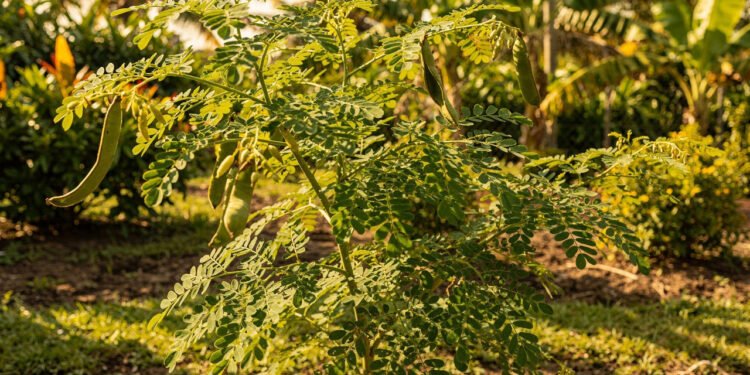 Planta poderosa que aumenta energia, protege o corpo e fortalece a imunidade no dia a dia