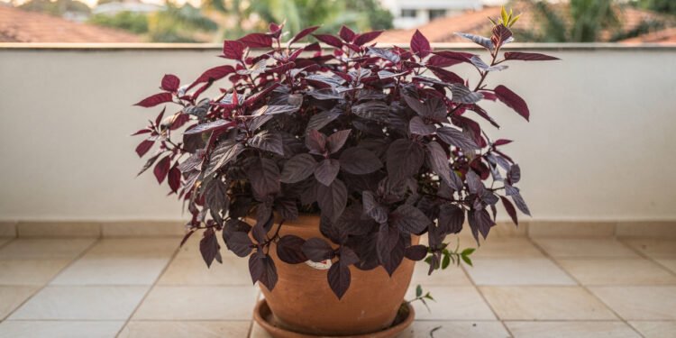 Essa hortaliça pouco conhecida une beleza, proteína vegetal e fácil cultivo em casa