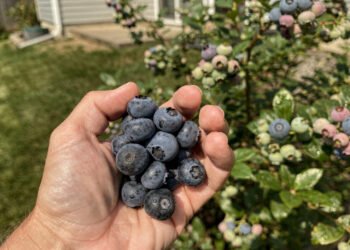 Essa pequena fruta fácil de plantar, ganha destaque por ajudar a proteger a visão ao longo dos anos