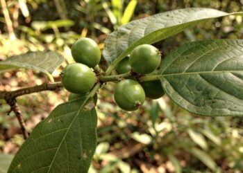 Depois da feijoada, muita gente recorre à jurubeba: ela ajuda mesmo?