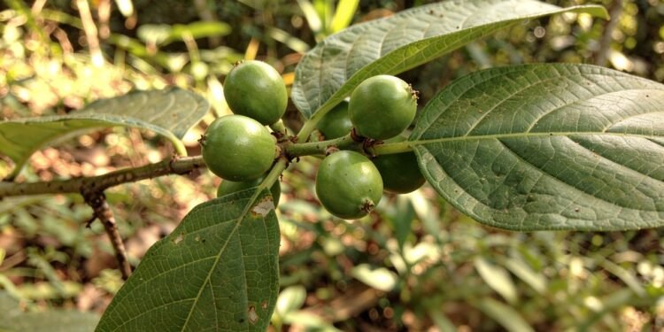 Depois da feijoada, muita gente recorre à jurubeba: ela ajuda mesmo?