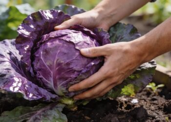 Esse alimento colorido protege o corpo, melhora a saciedade e é fácil de plantar em casa